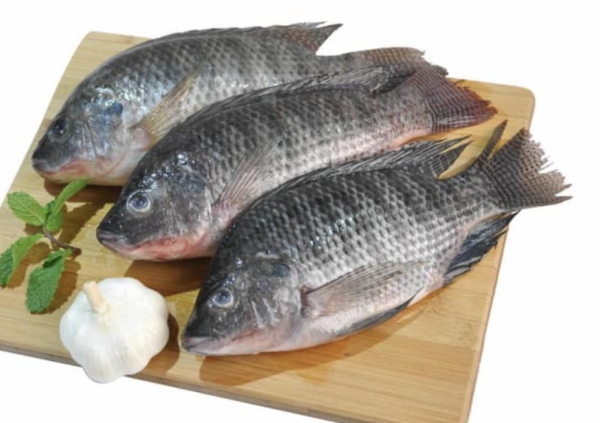 Cá Rô phi nguyên con