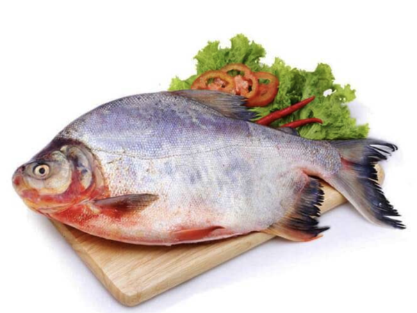 Cá chim nước ngọt
