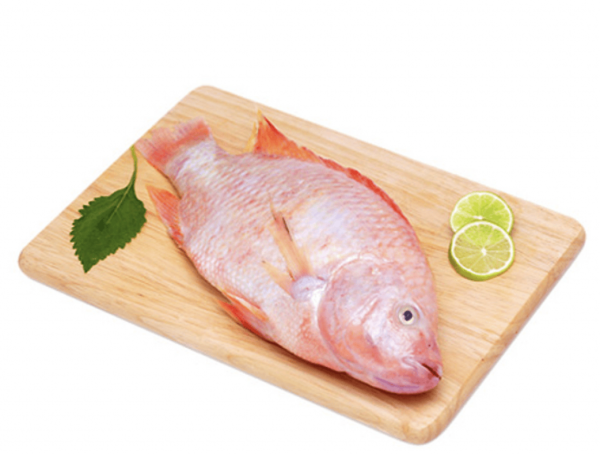 Cá Diêu hồng nguyên con