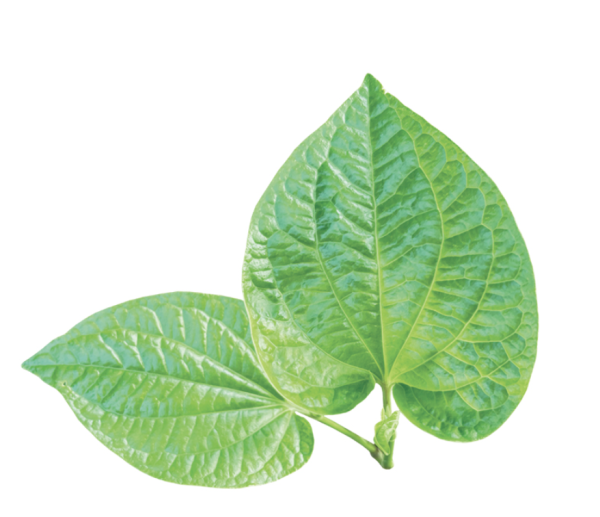 Lá lốt