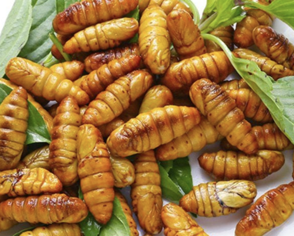 Nhộng tằm đông lạnh