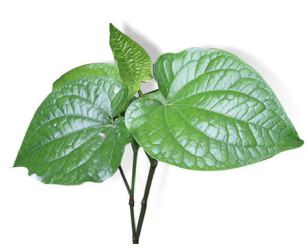 Lá lốt